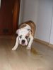 Bulldog Foto: Cliff (ID 19712) Bulldog Hund