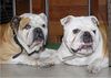 Bulldog Foto: Dascha & Bobby (ID 43541) Bulldog Hund