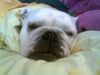 Bulldog Foto: Dascha nach der Total-OP (ID 43851) Bulldog Hund