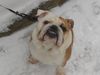 Bulldog Foto (ID 46338) Bulldog Hund