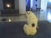 Bulldog Foto: OLIVER (ID 39050) Bulldog Hund