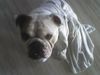 Bulldog Foto: OLIVER 2 jahre alt (ID 39051) Bulldog Hund
