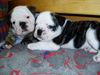 Bulldog Foto: Gladis und Giorgio vom Georgshof (ID 35205) Bulldog Hund