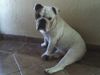 Bulldog Foto: OLIVER 2 jahre alt (ID 39054) Bulldog Hund