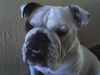 Bulldog Foto: OLIVER 2 jahre alt (ID 39052) Bulldog Hund