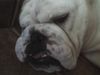 Bulldog Foto: OLIVER 2 jahre alt (ID 39053) Bulldog Hund
