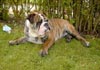 Bulldog Foto: Spike (ID 477) Bulldog Hund
