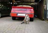 Bulldog Foto: Spike (ID 478) Bulldog Hund