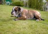 Bulldog Foto: Spike (ID 479) Bulldog Hund