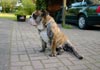 Bulldog Foto: Spike (ID 480) Bulldog Hund