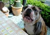 Bulldog Foto: Spike (ID 481) Bulldog Hund