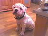 Bulldog Foto: Dollar (ID 30422) Bulldog Hund