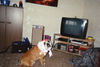 Bulldog Foto (ID 26216) Bulldog Hund