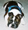 Bulldog Foto: Duke (ID 12412) Bulldog Hund