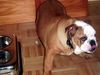 Bulldog Foto: Unsere Babette (4 Mon. alt) (ID 17939) Bulldog Hund