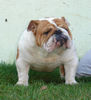 Bulldog Foto: Mc Louds Baby Boy 14 months (ID 40496) Bulldog Hund