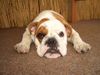 Bulldog Foto: unsere knutschkugel (ID 25123) Bulldog Hund