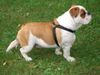 Bulldog Foto: unser (ID 25120) Bulldog Hund