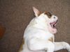 Bulldog Foto: einfach niedlich... (ID 25122) Bulldog Hund
