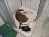 Bulldog Foto: Benny Bulldog im Sommer (ID 18594) Bulldog Hund