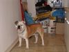 Bulldog Foto: Bobby (ID 20207) Bulldog Hund