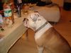 Bulldog Foto: bobby (ID 20209) Bulldog Hund