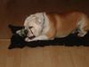 Bulldog Foto: bobby (ID 20208) Bulldog Hund