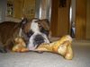 Bulldog Foto (ID 36272) Bulldog Hund