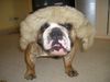 Bulldog Foto (ID 36273) Bulldog Hund