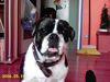 Bulldog Foto: UNITED (ID 11781) Bulldog Hund