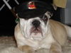 Bulldog Foto: hey man... wo ist mein drink??? (ID 27430) Bulldog Hund