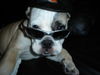 Bulldog Foto: ey alter ich mach hier jetzt gleich den start!! (ID 27431) Bulldog Hund