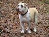 Bulldog Foto: Kusma von Oberscheid (ID 17959) Bulldog Hund