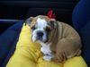 Bulldog Foto: Lilly (ID 15649) Bulldog Hund