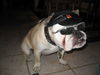 Bulldog Foto (ID 35936) Bulldog Hund