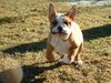 Bulldog Foto: Uiiii, ich kann ja fliegen (ID 1676) Bulldog Hund