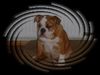 Bulldog Foto: sitzt so eine feine Dame??? (ID 1677) Bulldog Hund