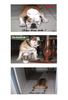 Bulldog Hund