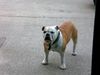 Bulldog Foto: Bobby (ID 40556) Bulldog Hund