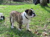 Bulldog Foto: Caligula vom Geoergshof (ID 33873) Bulldog Hund