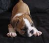 Bulldog Hund