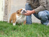 Bulldog Foto: Mc Louds Charmin' Casanova 5 months (ID 40495) Bulldog Hund