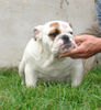 Bulldog Foto: Mc Louds Chantilly 5 months (ID 40494) Bulldog Hund