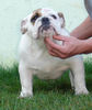 Bulldog Foto: Mc Louds Chantilly 5 months (ID 40493) Bulldog Hund