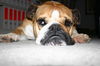 Bulldog Foto: Csöpke - 3,5 Jahre alte Rüdin (ID 32031) Bulldog Hund