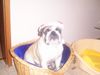 Bulldog Foto: TJA,ich bin der Weihnachtsmann (ID 22117) Bulldog Hund