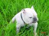 Bulldog Foto: madonna (ID 21709) Bulldog Hund