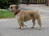 Bulldog Foto: Sommersby's Abby (ID 33968) Bulldog Hund