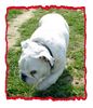 Bulldog Foto (ID 10896) Bulldog Hund