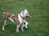 Bulldog Foto: Sporty-Spike (ID 41022) Bulldog Hund